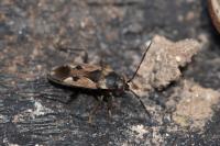 Rhyparochromus vulgaris