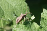 Coreus marginatus