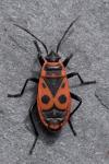 Pyrrhocoris apterus