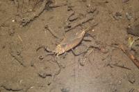 Nepa cinerea