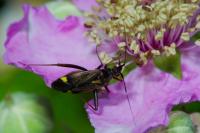 Closterotomus fulvomaculatus