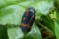 Cercopis intermedia