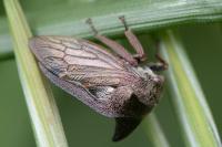 Centrotus cornutus