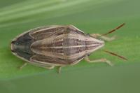 Aelia acuminata