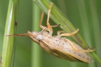 Aelia acuminata