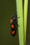 Cercopis vulnerata