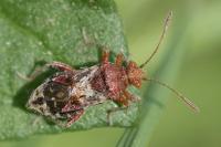 Rhopalus subrufus