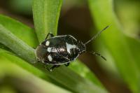Eurydema oleracea
