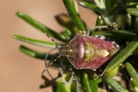 Dolycoris baccarum
