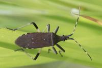 Dicranocephalus agilis
