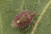 Dolycoris baccarum