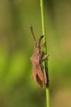 Coriomeris affinis