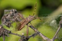 Camptopus lateralis