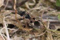 Rhyparochromus vulgaris