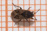 Trapezonotus arenarius