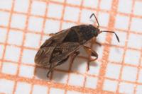 Trapezonotus arenarius