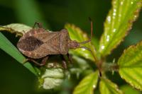 Coreus marginatus