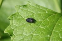 Penthimia nigra