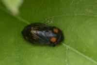 Penthimia nigra
