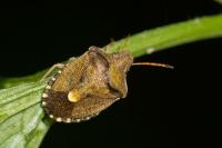 Peribalus strictus
