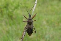 Rhynocoris erythropus