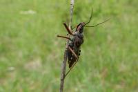 Rhynocoris erythropus