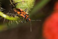 Corizus hyoscyami