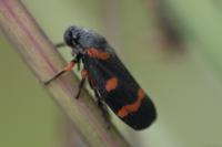 Cercopis intermedia