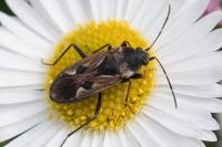 Rhyparochromus vulgaris
