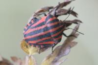Graphosoma italicum