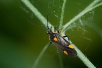 Capsodes flavomarginatus