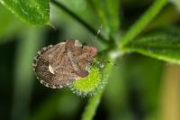 Dyroderes umbraculatus