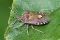 Dolycoris baccarum