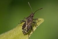 Stictopleurus punctatonervosus