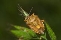 Carpocoris purpureipennis