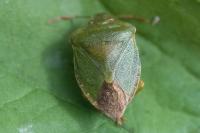 Palomena prasina