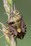 Carpocoris purpureipennis