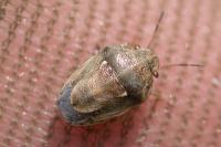 Neottiglossa leporina