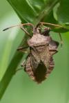 Coreus marginatus