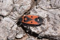 Melanocoryphus albomaculatus