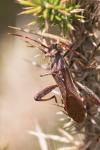 Camptopus lateralis