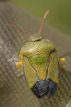 Piezodorus lituratus
