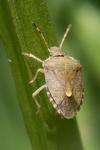 Peribalus strictus