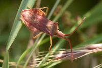 Haploprocta sulcicornis