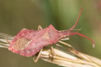 Haploprocta sulcicornis