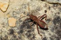 Camptopus lateralis