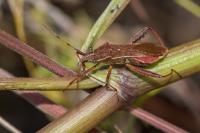 Camptopus lateralis