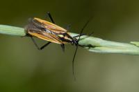 Leptopterna dolabrata