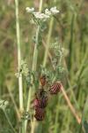Graphosoma italicum