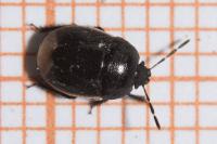 Legnotus limbosus